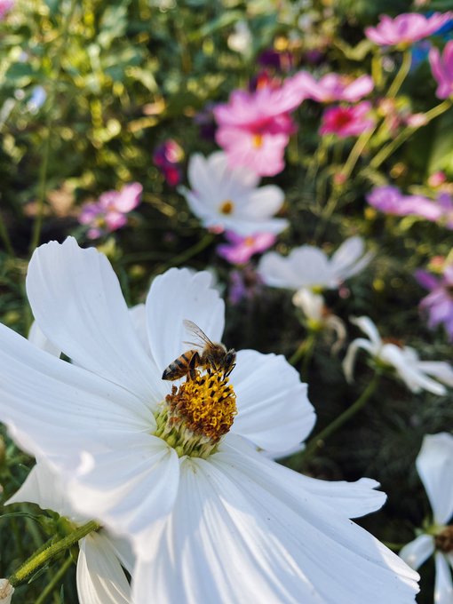 save the boo-bees https://t.co/RE6G9nB508<a href="/tag/girlsday"class="tags"><span>#girlsday</span></a>