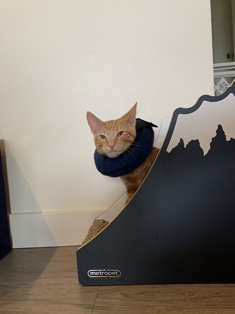 donut head attacks mt. fuji