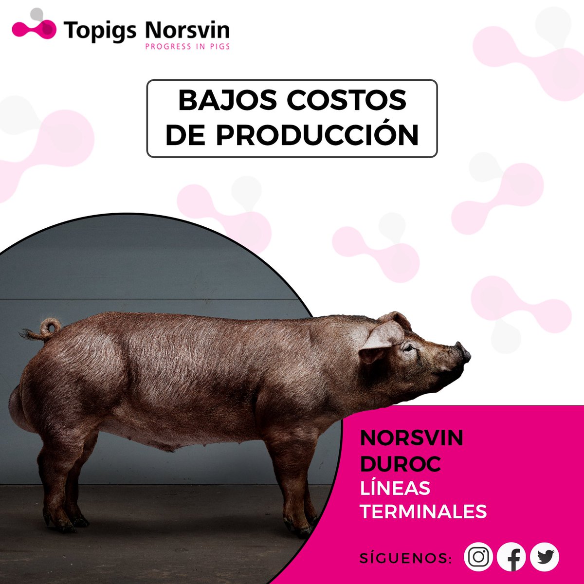 La línea terminal Norsvin Duroc es robusta, productiva y magra. 
Progenie con alta vitalidad y gran ganancia de peso diaria.

Ideal para productores que buscan bajos costos de producción combinados con una excelente calidad de carne.

#TopigsNorsvin #Progressinpigs #Ecuador