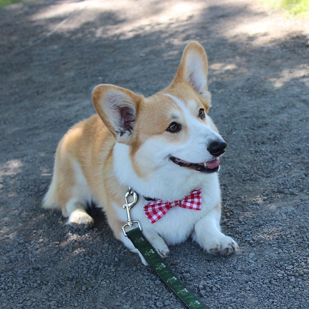 CommunityCorgi's tweet image. Do you love Corgi Dog?🤩
Who love this?🥺
Follow us👉 for more content! 😻🥰
 
❤️Double tap⁣❤️
_
_
#CorgiCrew #Corgi #corgiofTwitter