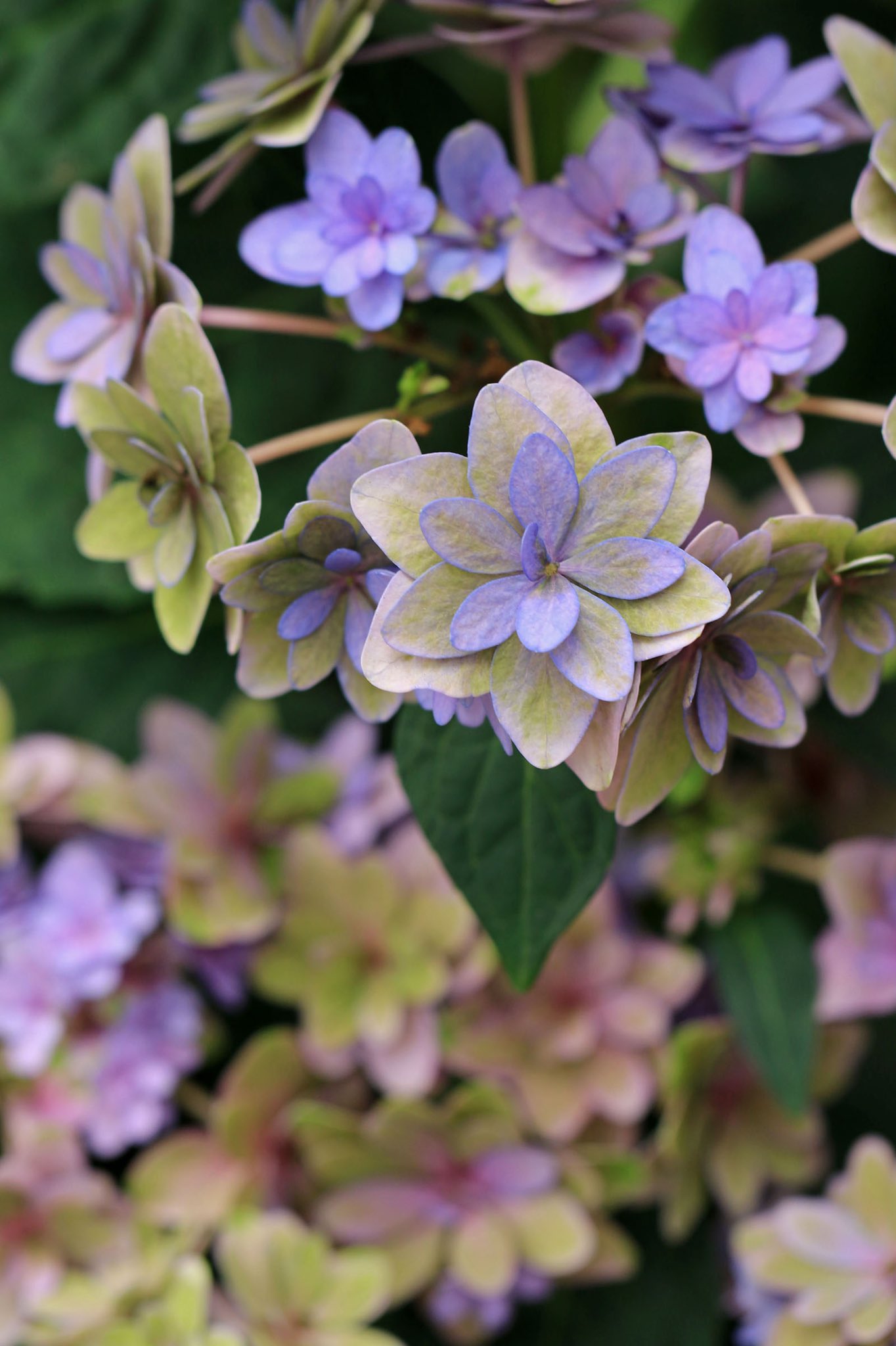 富士花鳥園 アジサイ 加茂荘花鳥園オリジナルブランド 加茂セレクション より 品種名 卑弥呼 アジサイ シーズンは終わりましたが 現在は秋色アジサイとしてお楽しみいただけます 富士花鳥園 あじさい 紫陽花 Hydrangea T Co Itfumkv3lr