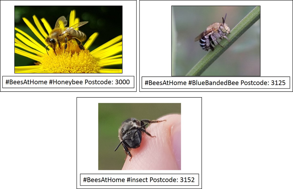 BeesAtHomeAus's tweet photo. Bee(s) at home: An open monthly photography competition

Do you have an interest in insects, nature, or photography?

Anyone with a camera (a phone is fine) who can take pictures in Australia is welcome to participate and win prizes. 

1/5 https://t.co/u5lZ2ZvWq1