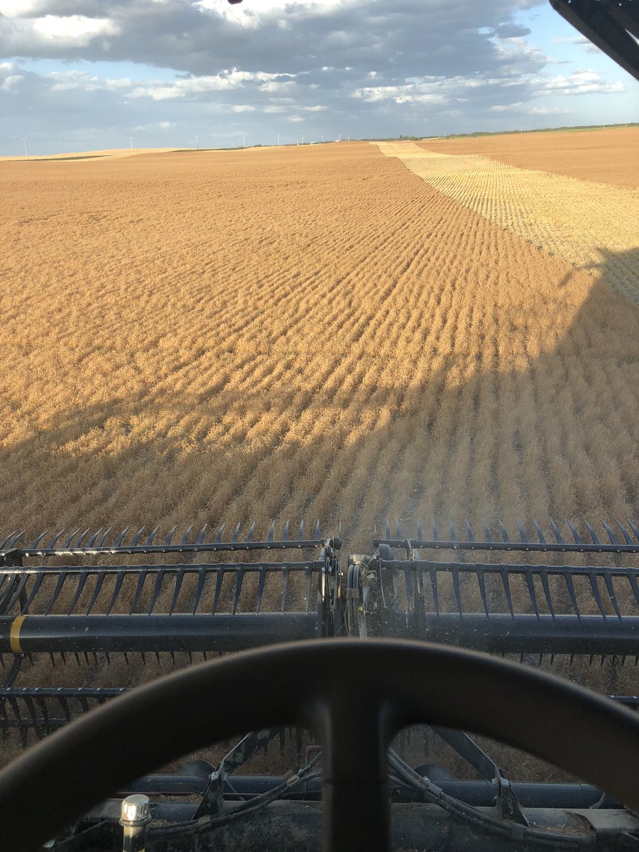 FarmMccarthy's tweet photo. Lentils are in the bin. Next up #CDCLandmark Wheat https://t.co/0LB1LeNRRT