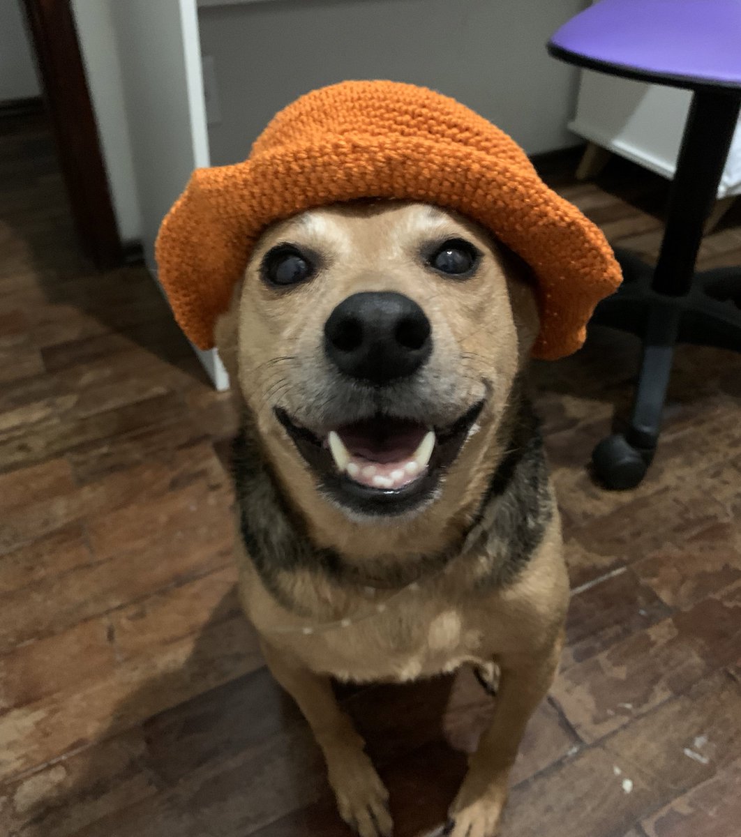 joelhodepacoca's tweet photo. fiz um chapéu de crochê mas não coube no meu cabeção agora eh da minha cachorrinha https://t.co/GrW6qauNVY