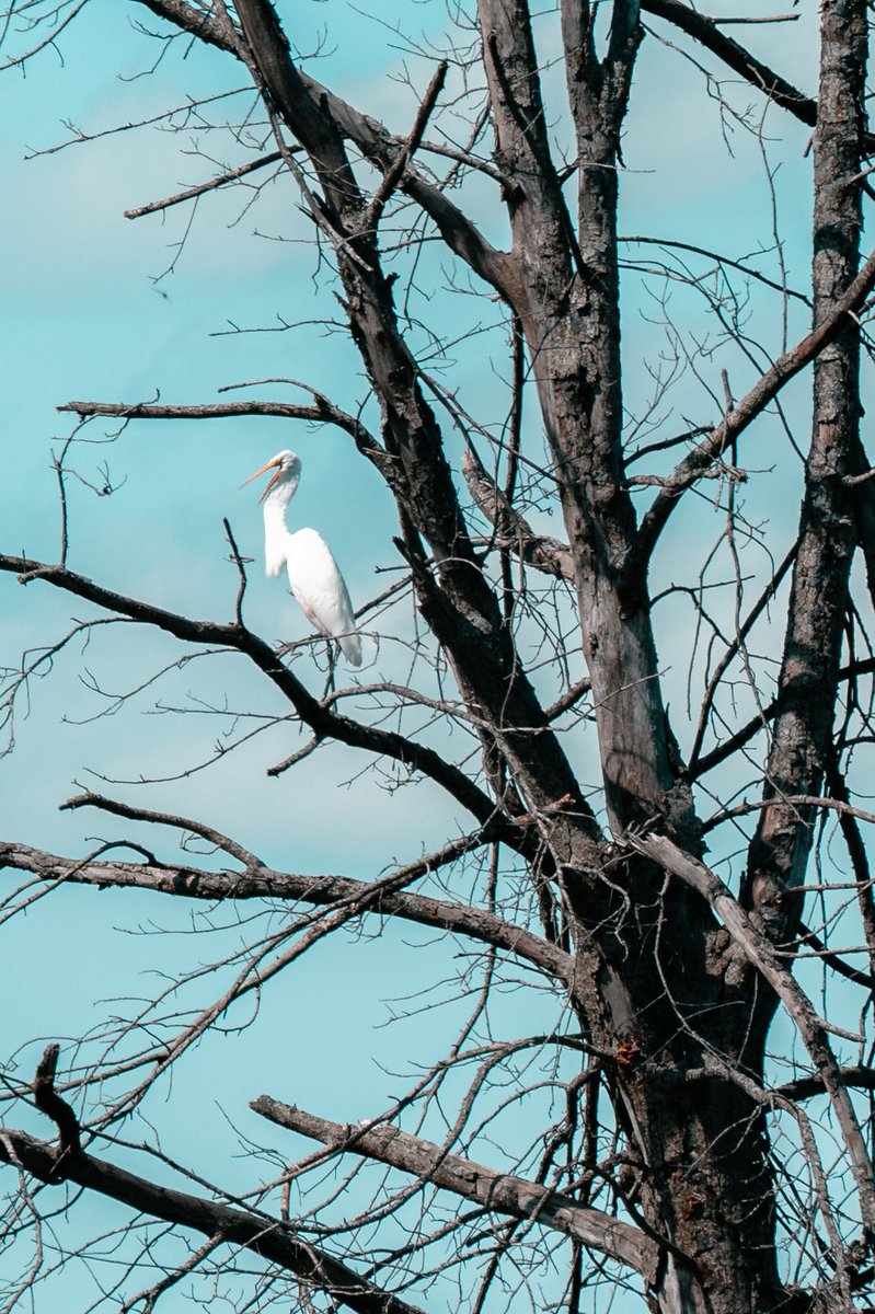 Arivain13's tweet photo. Taking a walk around and decided to stop for a bit at one of my usual areas and before I stopped, caught this beauty just chillin on a dead tree. What sucks is I don't have a long lens to reach out for this stuff. still a beauty, even cropped #wildlifephotography #WorkingOnSkills https://t.co/TZ7y7kwFuc