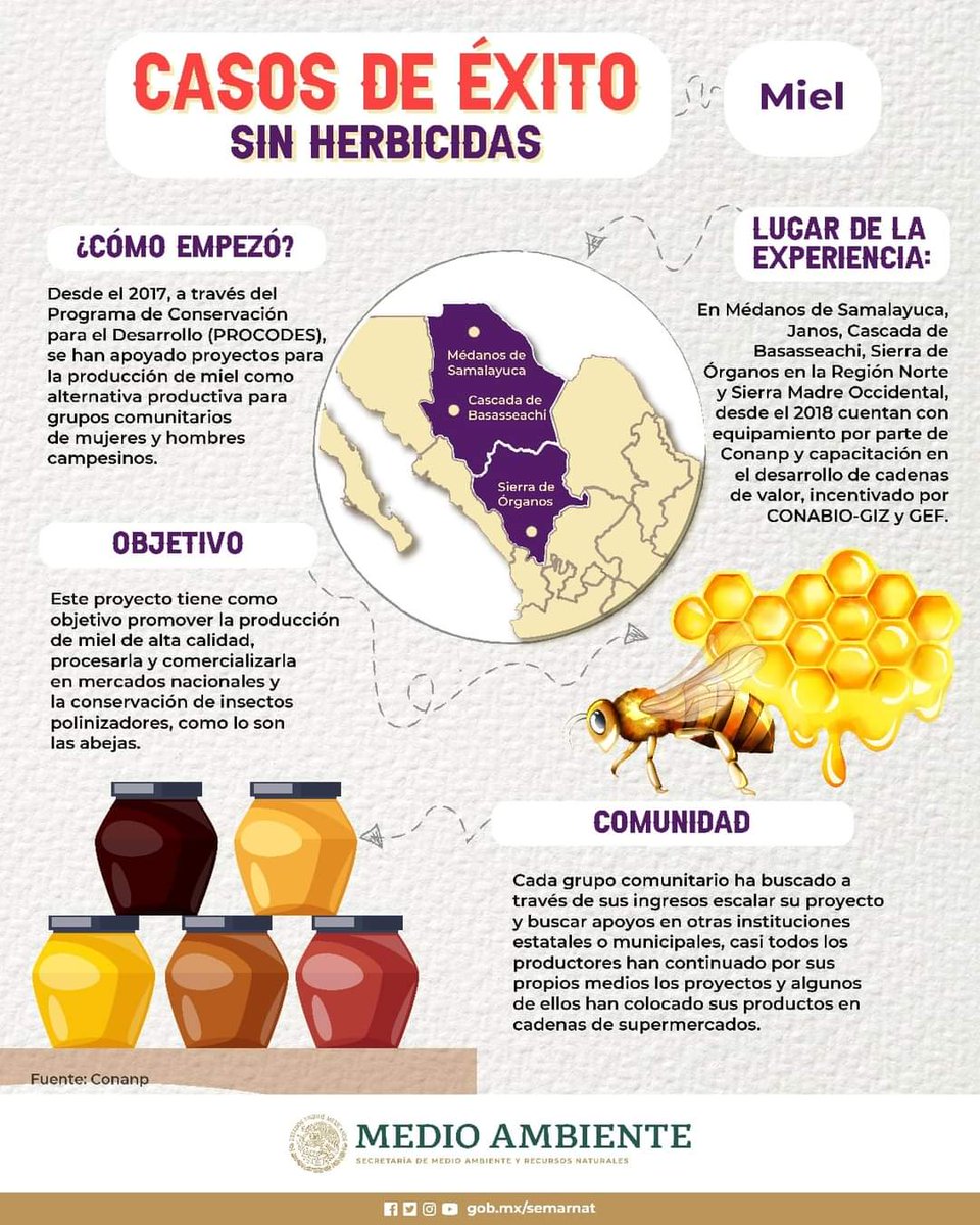 #PorSiNoLoViste 

✅ Desde el 2017, a través del #PROCODES, de la <a href="/CONANP_mx/">CONANP</a>, se han apoyado proyectos para la producción de #miel como alternativa productiva para grupos comunitarios de mujeres y hombres campesinos.👩🏽‍🌾👨🏽‍🌾🍯🐝

Conoce más.👇🏽