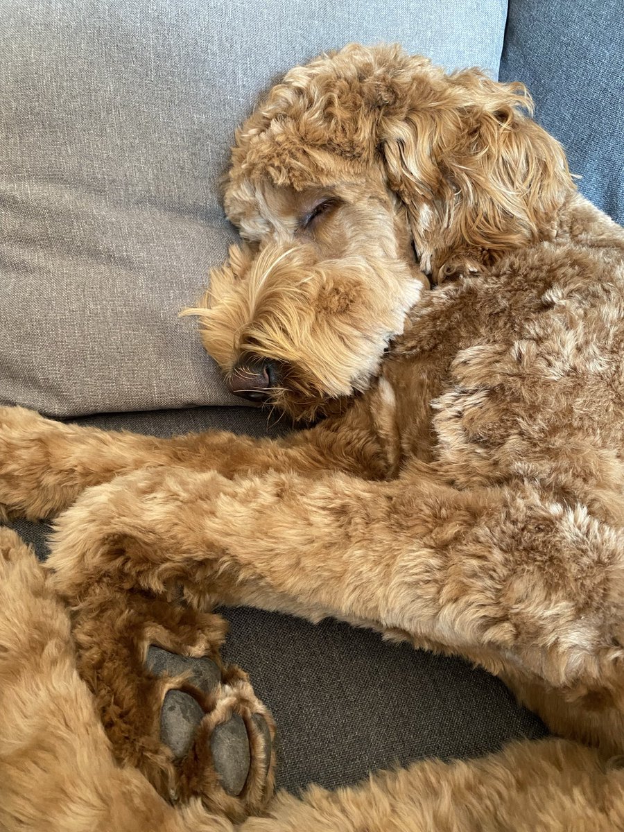 Nap 💤 time 🐾

#MazieMcArmstrong #goldendoodle #goldendoodlepuppy #goldendoodles #goldendoodle_daily #goldendood #goldendoodlef1b #goldendoodlesoftwitter #goldendoodlelove #goldendoodlelife #goldendoodlecentral #DogsOfTwitter #TwitterDogs 
#Toronto #Canada 🇨🇦