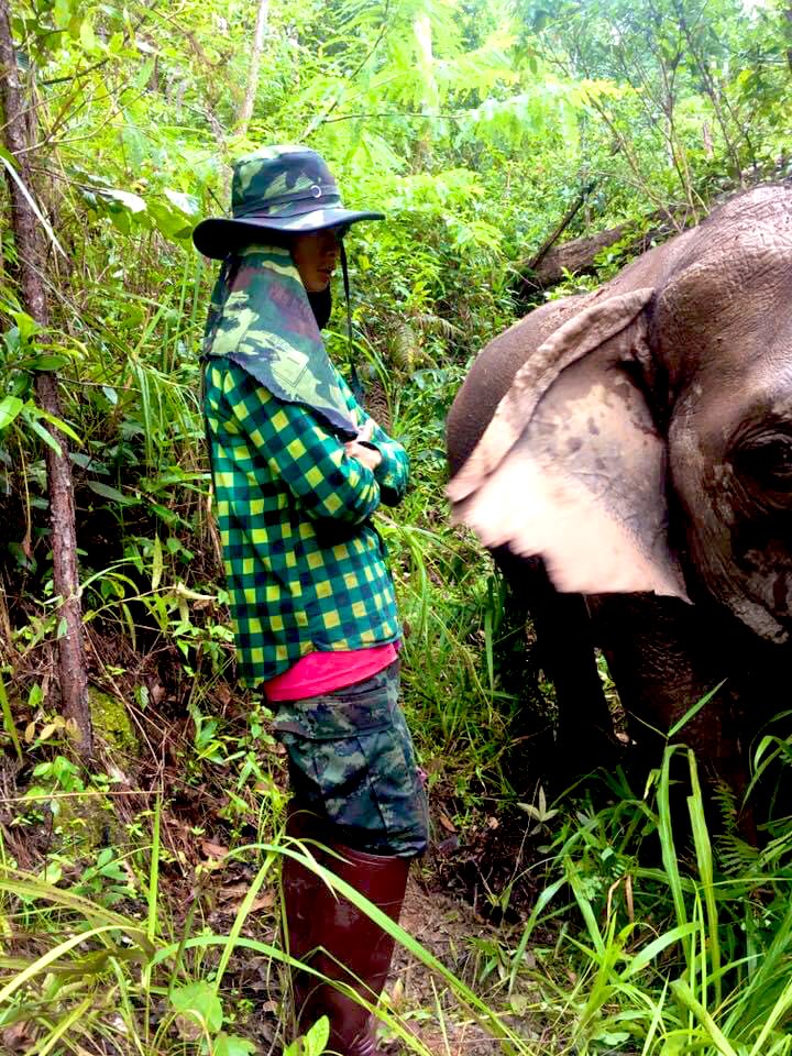 carlakent1972's tweet image. Throw back Sunday 
A hike in the jungle, northern Thailand. Maehae Elephant Conservation 🐘💚🐘 #journeytofreedom #banthetrade #rideabikenotanelephant 💚 @ElephantNatureP @GlobalElephants