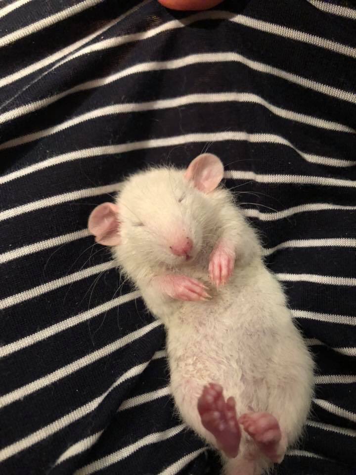 BaileyTheRat's tweet photo. Cute level 1000000 https://t.co/NUqscYPsWJ