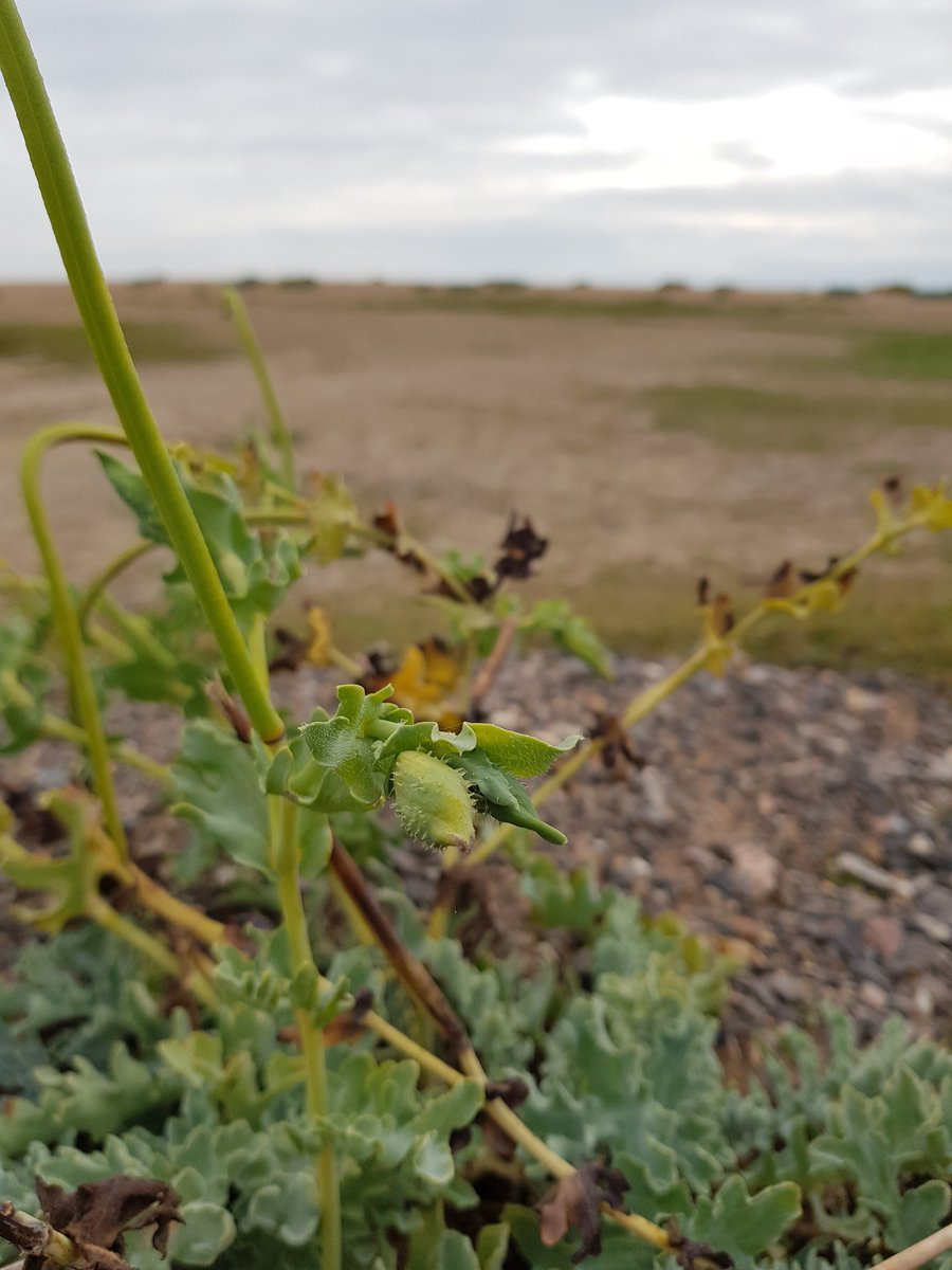 Late for #wildflowerhour but I actually found some great #CoastalPlants this week; yellow horned poppy (Glaucium flavum) and not in flower but in fruit: sea kale (Crambe maritima). Both on Chesil beach