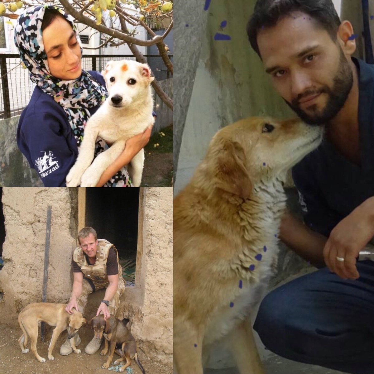 muddybadger42's tweet photo. A call to @BorisJohnson, to issue emergency visas for veterinary staff from @Nowzad - the team have supported British troops and have been advocates for animal welfare for many years. This puts them in great danger. #PennFarthing, founder of #Nowzad needs to get them to the UK. https://t.co/0OZPxJGz7D