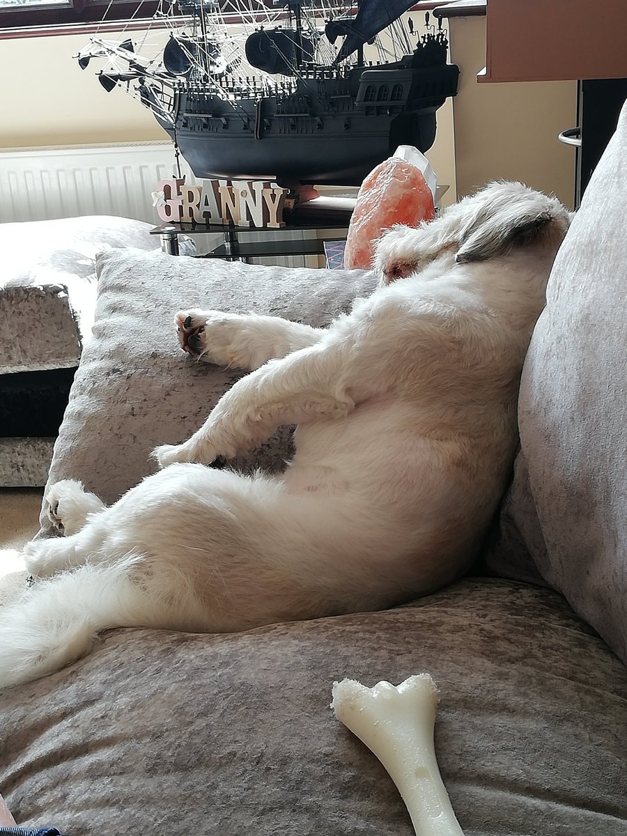 ladylyn54's tweet photo. #DogsofTwittter 
LOL 🤣 sleeping like an old man https://t.co/Un5AC38zXR