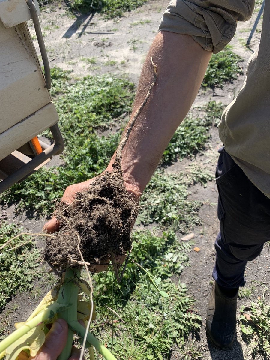 Like a jack hammer into subsoil