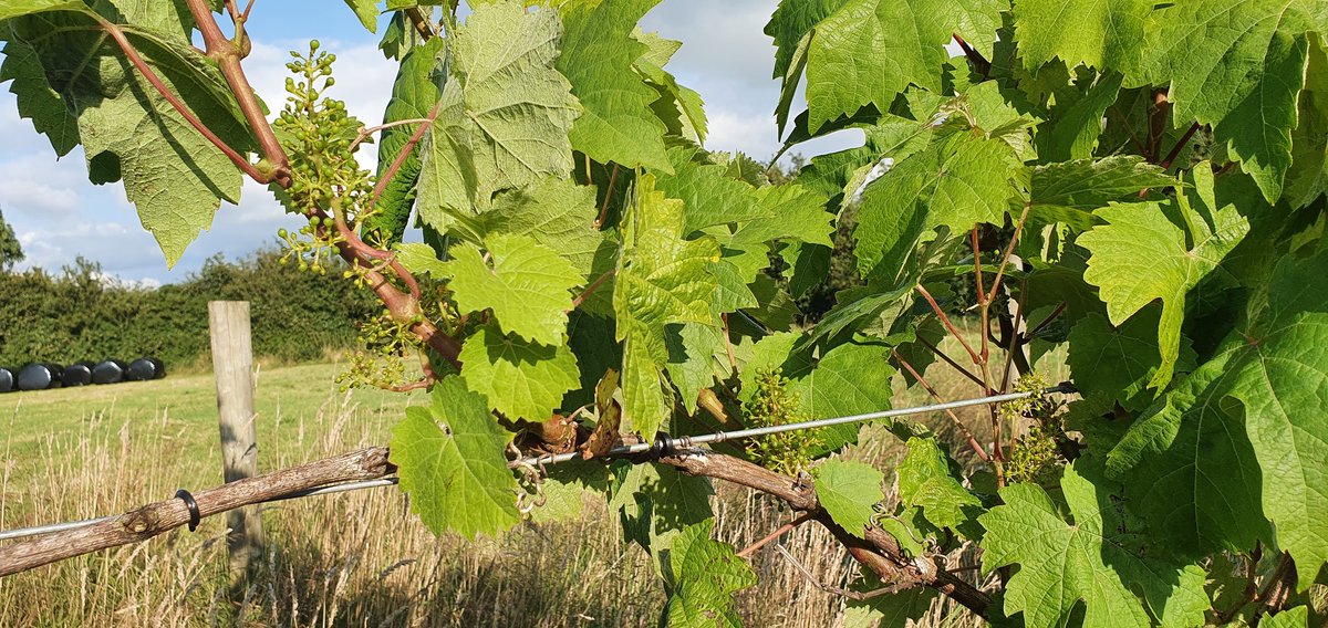 Hopefully a harvest this year. We have replanted 75% of the vines due to failing/ faltering plants but what is left looks good. Just need healthy ripe berries and a bit of brix. Drinking some <a href="/DaneburyFizz/">Danebury Vineyards</a> Madeline Aungevine for inspiration