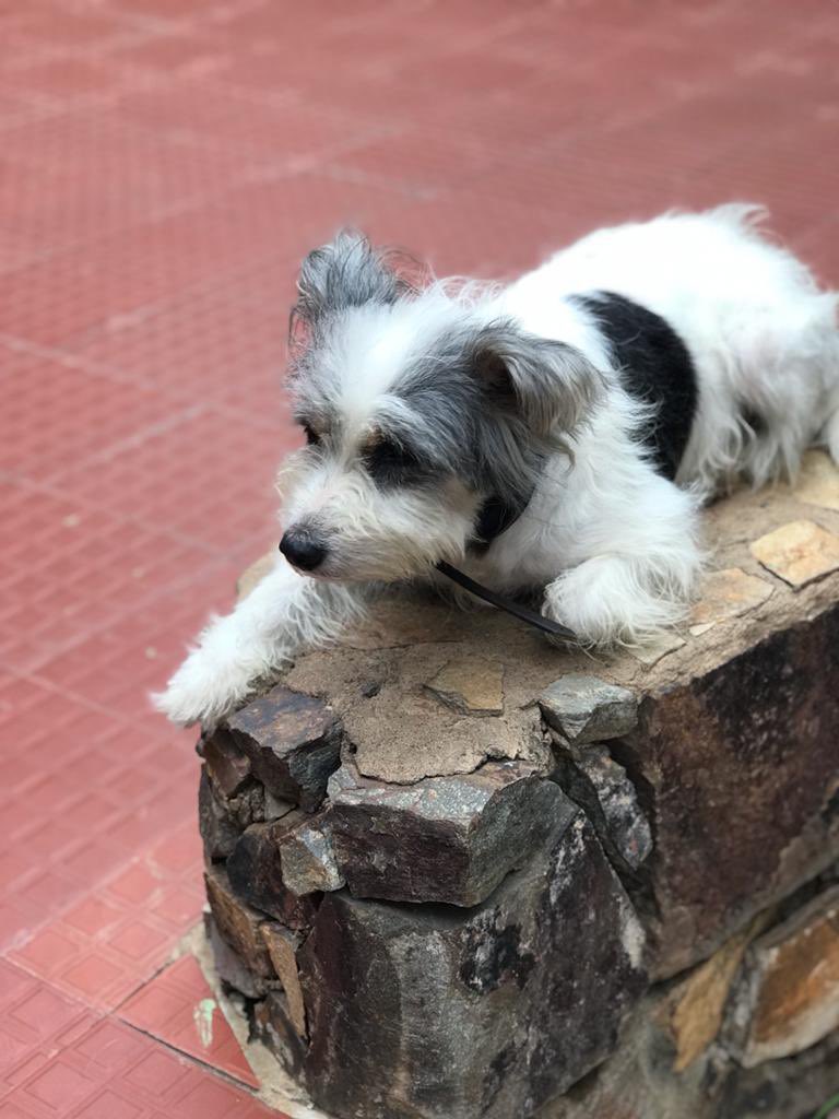 _nAdeeeen's tweet photo. Hi. If you live around west legon/haatso/gimpa please dm me if you see a dog that looks like this around. Please retweet this. Thanks. https://t.co/TxBF7E8Vtc