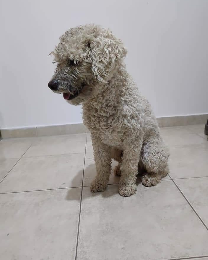 Santa Fe capital. 
Me ayudan con un RT para encontrar lxs dueñxs de este machito que fue encontrado a las 18hs en la rotonda de la Costanera este altura puente colgante. Corría asustado y temblando, está muy bien cuidado y es súper cariñoso.