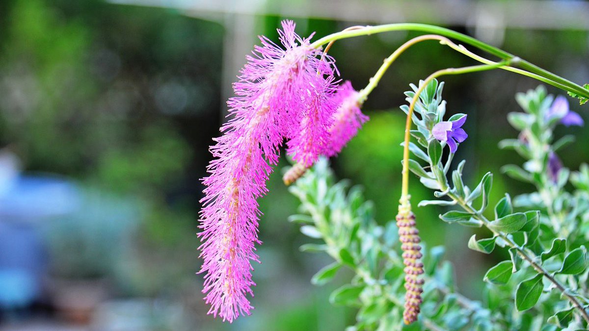 メリアルーム 土日祝いいね お休みです 今日の花 8月16日の誕生日花は 唐糸草 花言葉は 繊細 です この日生まれの人は 美しいものへの関心が強くて手先も器用です そのため工芸や造形などに関わる職が向いているでしょう 8月16日 メリアルーム 土日祝いいね お休みです 今日の花 8月16日の誕生日花は 唐糸草 花言葉は 繊細 です この日生まれの人は 美しいものへの関心が強くて手先も器用です そのため工芸や造形などに関わる職が向いているでしょう 8月16日