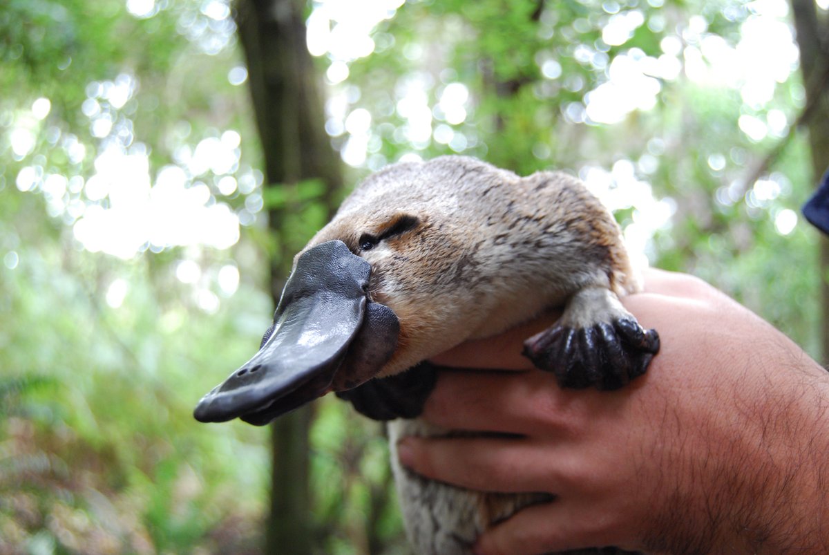 andrewrweeks's tweet photo. This is a call out to all budding citizen scientists living in Victoria. @CitSciOZ @platypusspot @enviro_DNA @DELWP_Vic @WaterwatchVic #edna https://t.co/tZLMDrrmwh