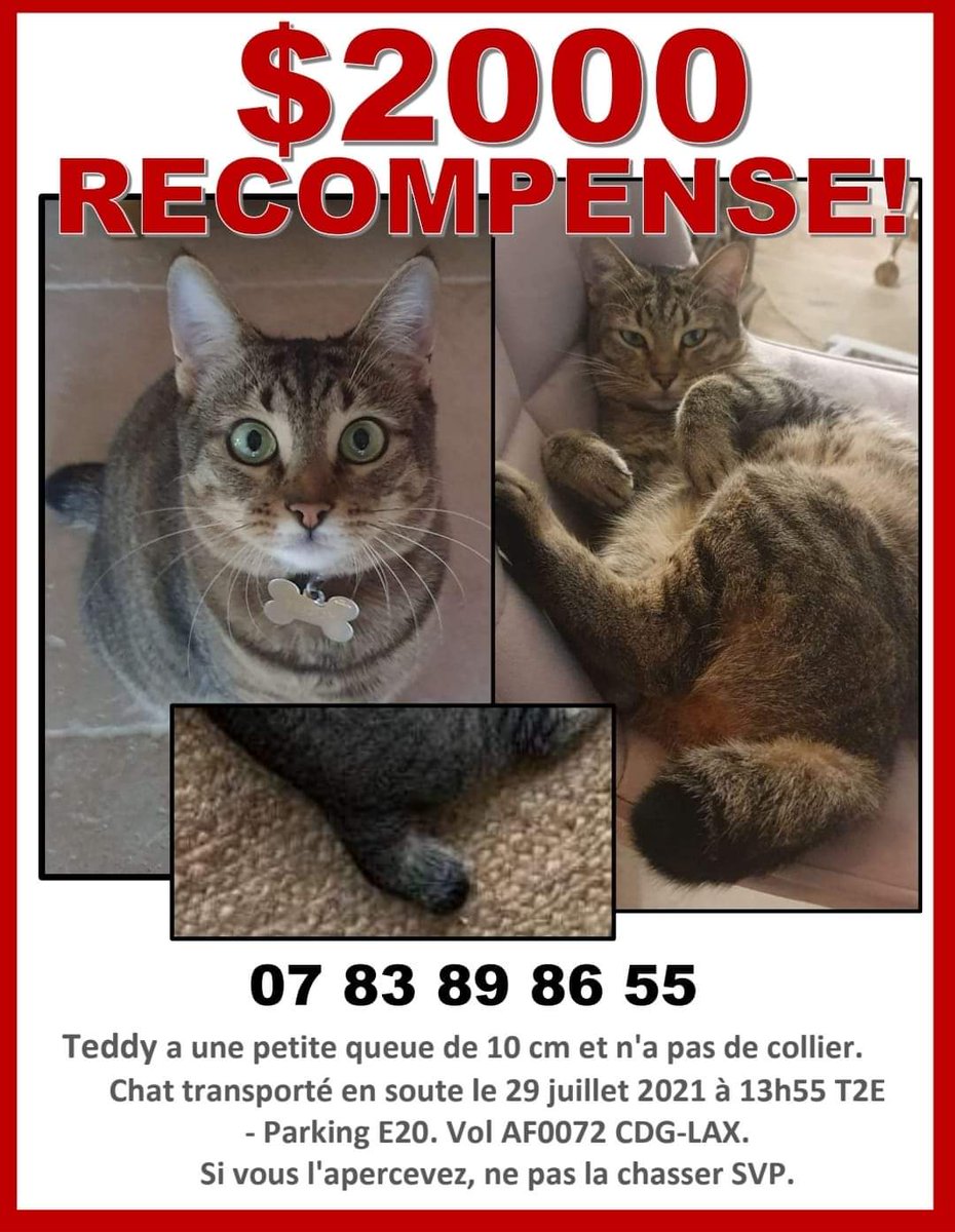 Mariell53190758's tweet photo. @LRefuges
Les propriétaires de Teddy ont fait une affiche à retwetter https://t.co/BfFRys4LPm