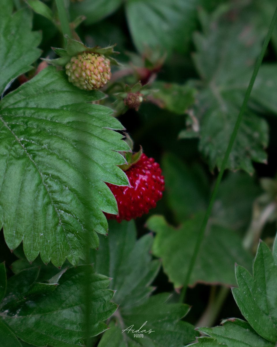 AidasPhoto's tweet photo. who else  loves strawberries? those are  tiny forrest strawberries that taste even better than the big ones imo
#forest #erdbeeren #strawberries #strawberry https://t.co/IRft4x25xt