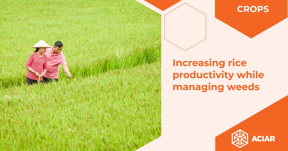 Direct seeding of rice 🌾 in Laos &amp; Cambodia 🇱🇦🇰🇭 is increasing rice productivity, but it is also increasing weeds. An ACIAR-supported project led by <a href="/UQ_News/">UQ News</a> is now helping to develop integrated weed management practices. bit.ly/3fBIaB8

<a href="/AusAmbLaos/">Australian Embassy in Laos</a> | <a href="/AusEmbPP/">Derek Yip</a>