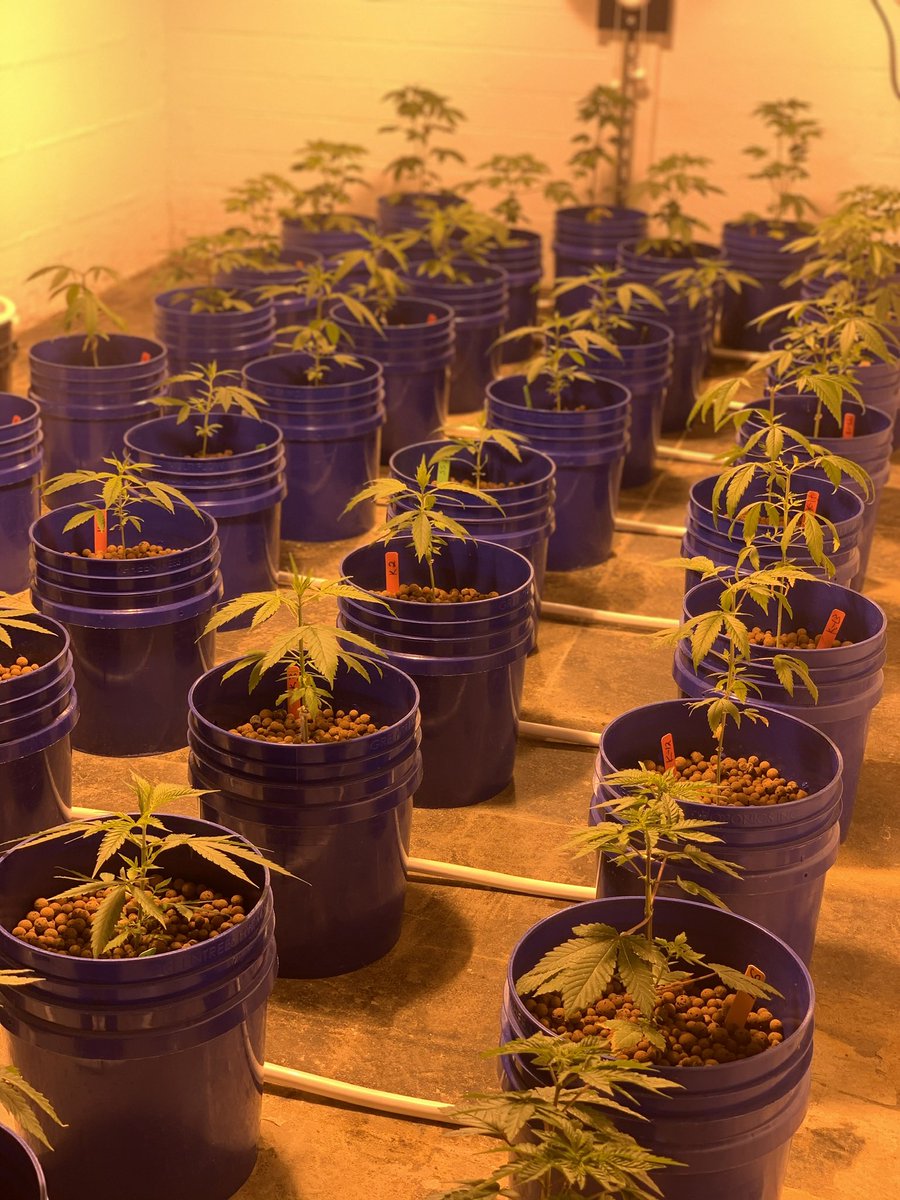 HamarkiWellness's tweet photo. How it started…how it’s going!!  #cbd #hemp #organicwellness #professionalgraderelief #indoorgrow https://t.co/cmiA3S5WeS