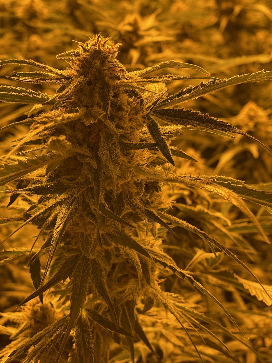 HamarkiWellness's tweet photo. How it started…how it’s going!!  #cbd #hemp #organicwellness #professionalgraderelief #indoorgrow https://t.co/cmiA3S5WeS