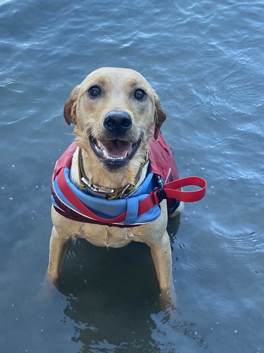 jurassicfirst's tweet image. Also this is what I look like and this is what my current dogs look like thanks for coming to my TED talk