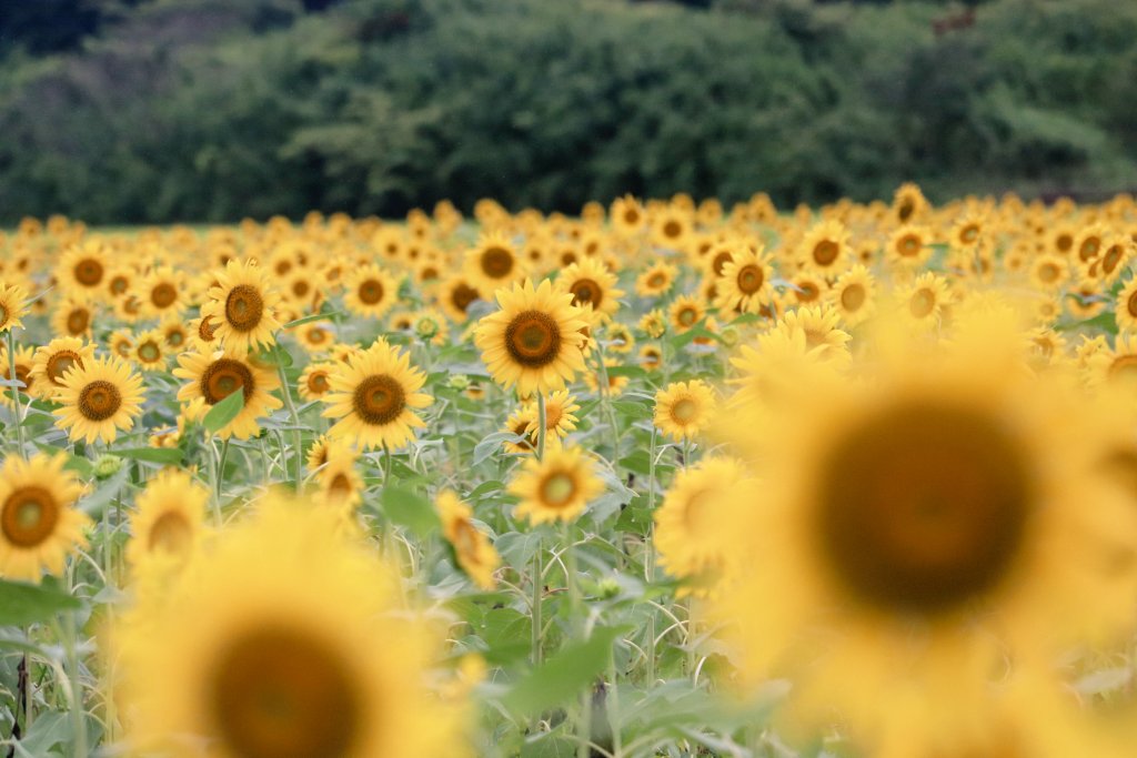 益子ひまわり畑