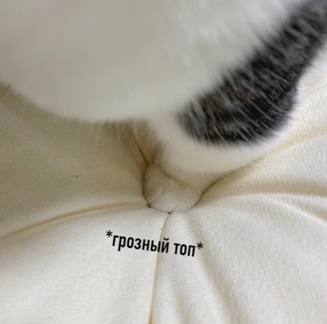 Мем котик лапки. Грозный топ котик. Грозный топ. Грозный топ Мем. Лапка кота топ