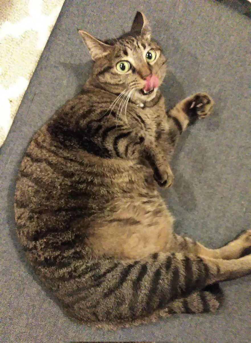 ツチノコ猫 ツチノコ猫