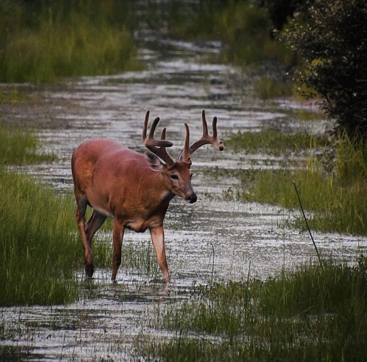 BUX Hunting on Twitter: "Shoot or pass? #ihuntbux #bux #buxhunting