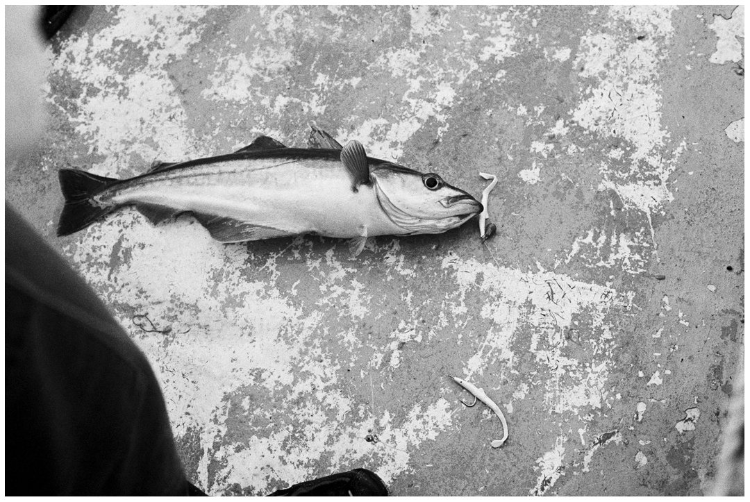 ClarkeCarly's tweet photo. From the fishing series in Eastbourne some years ago. I think it's a cod.
#eastbourne #fishingsussex
#35m #linefishing https://t.co/x2hmw8jnP6