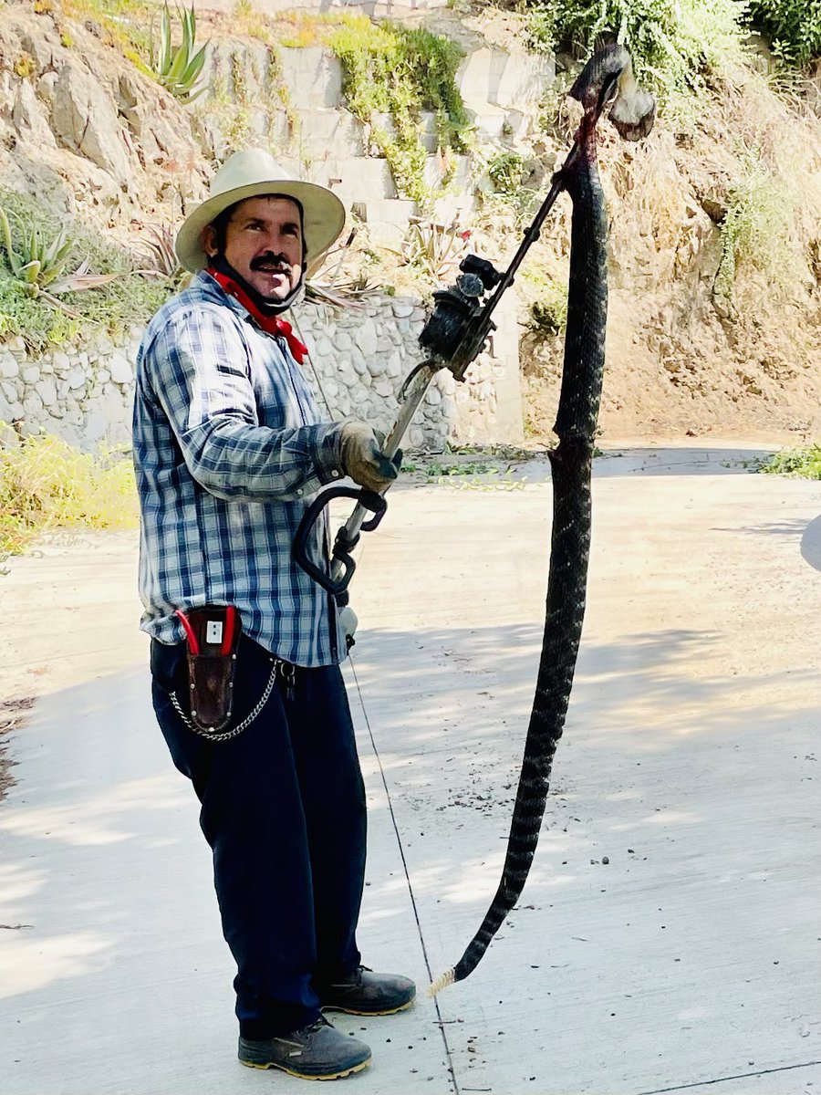 Little snake in the garden today….  I normally don’t kill them….   But he got sliced by the trimmer