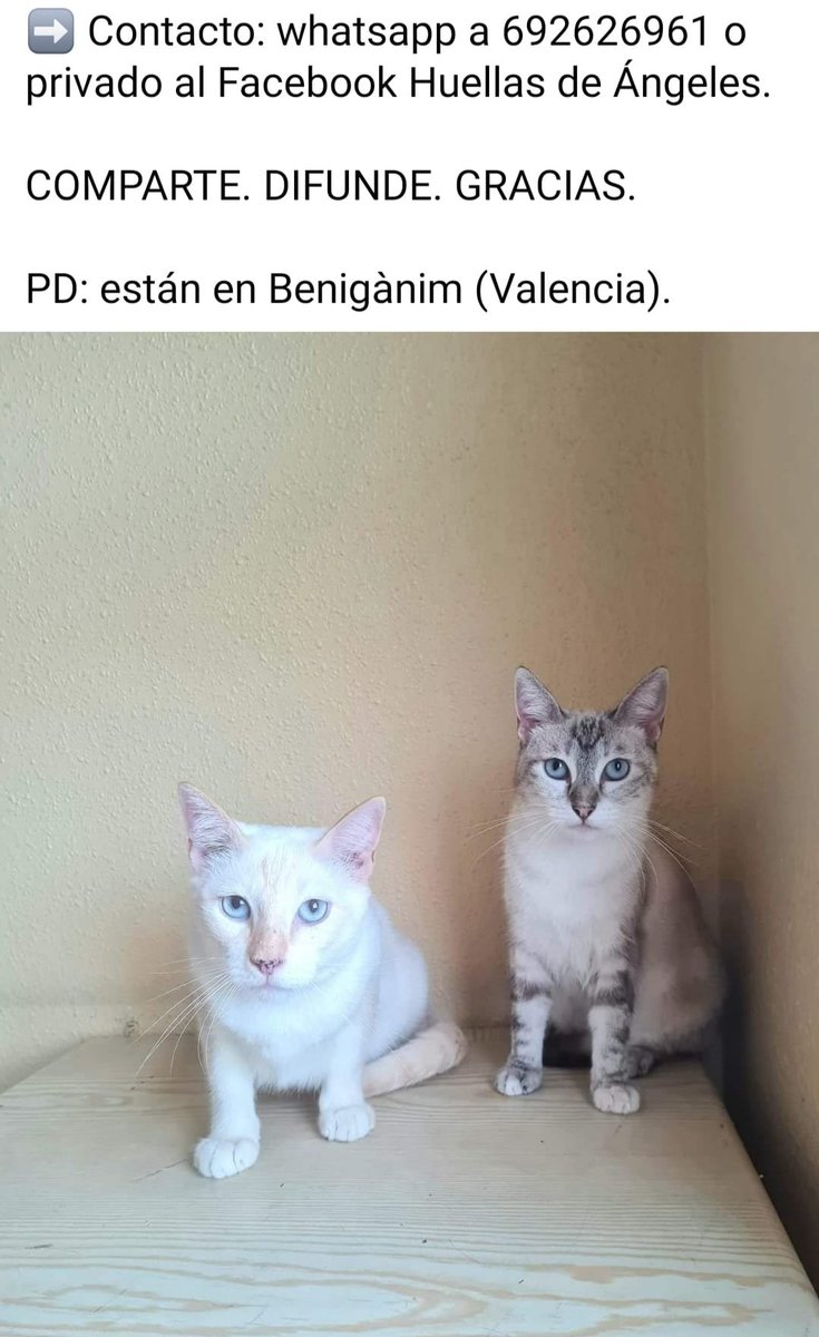 La prote cierra. 2 hermanos en adopción conjunta esterilizados,+ Inmuno, 2 siempre mejor que 1. Merengue y Tiramisú.Valencia. Contacto Huellas callejeras: 692626961 <a href="/R_Serna_Montero/">Rosa Serna Montero</a> <a href="/estrems1969/">Alejandro Estrems ⚖</a> <a href="/AJAValencia/">AJA Valencia</a>  Me ayudáis a difundir?Tw haz tu magia  #DerechoAnimal #AdoptaNoCompres