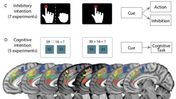 What happens in the brain when acting 'freely' or following your intention? We defined 4 types of free-choice tasks from the literature, and all activates the mPFC (with other associated regions) sciencedirect.com/science/articl… <a href="/CUBRICcardiff/">CUBRIC</a> <a href="/CambridgeFTD/">Cambridge FTD</a> <a href="/mrccbu/">MRC Cognition and Brain Sciences Unit</a>
