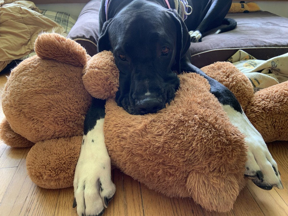 ServiceDogBumb1's tweet photo. Bumble bliss. https://t.co/KbJZSGtoJ4