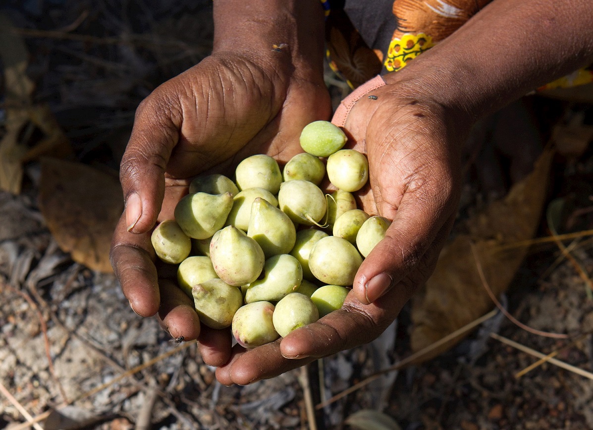 x.com/nmiaustralia/s…
At 10.30am today join the fascinating presentation on Australian Bush Food, including NMI’s research engagement with the Northern Australian Kakadu Plum Alliance.

#STEMCreates  #scienceweek  #foodtesting