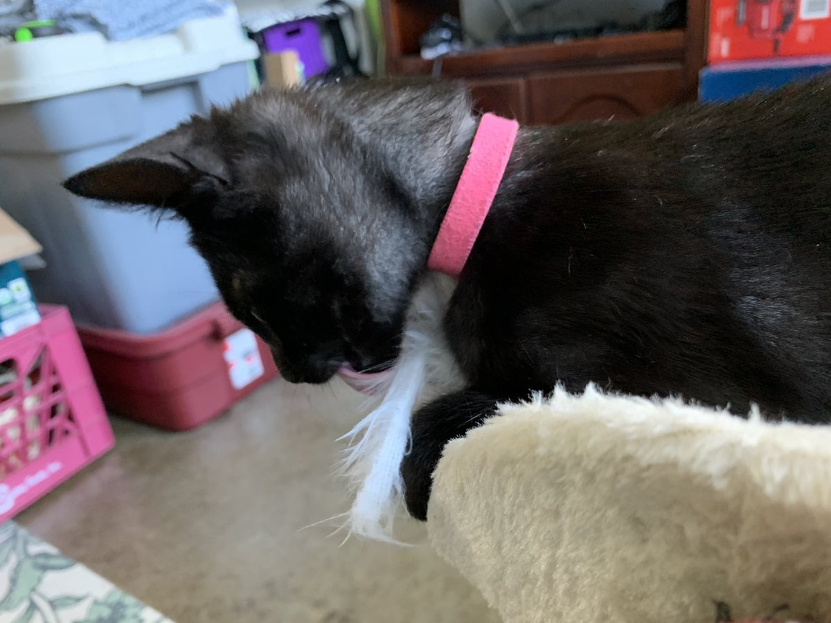 AilisT's tweet photo. @HunterHammersen Black kitten solidarity (she is grooming a stuffed mouse, because she is a weirdo.) https://t.co/RvGDQLwVte