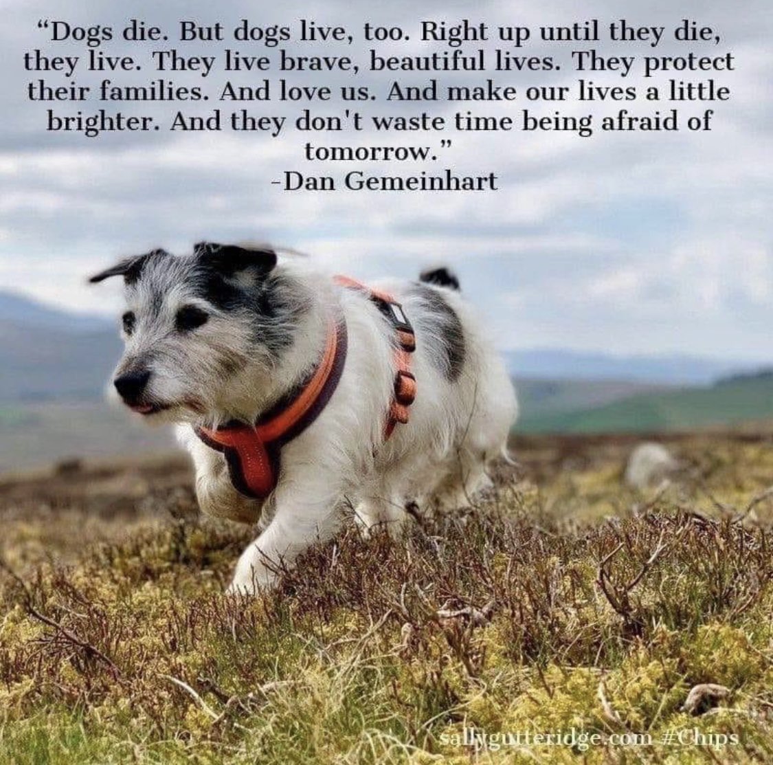 Why Do Dogs Live So Short