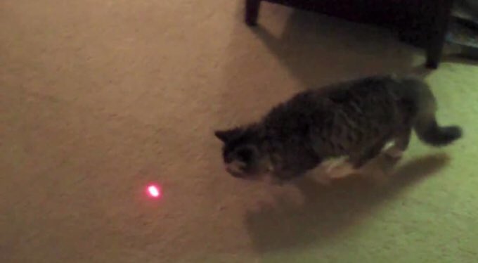 Кошка играет указкой. Лазерная указка для кошек. Кот бегает за лазерной указкой. Кот и лазер. Кот бегает за лазером.