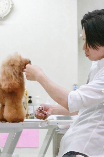 株式会社asobolabo 21年8月24日 火 11 00 12 30 講師 村田 浩樹 氏 Pet Salon Dearest パピーカットのお悩み解決 シュナ プードルパピー 希望スタイルに向けてのカットラインの作り方 トリミングサロン 犬 猫 Trimmingsalon グルーマー