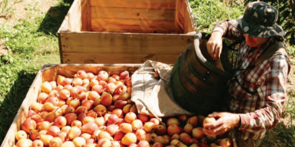 Apple and Pear Australia Limited (APAL) tweet media