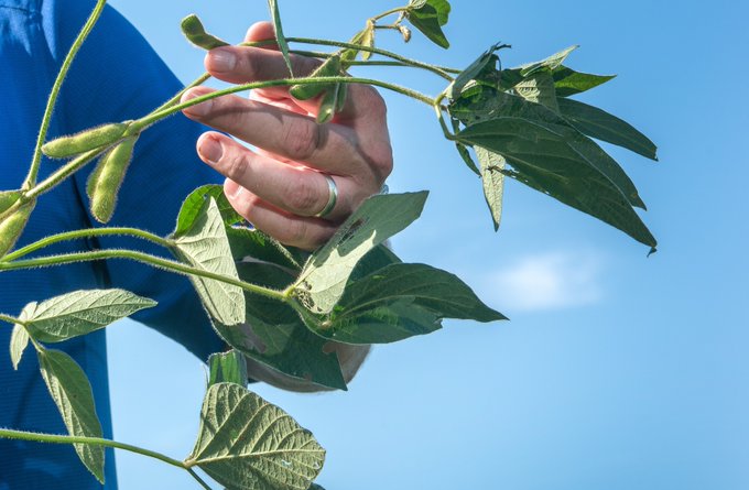 Each year, soybean growers rely on the predictability of the farm safety net provided in the multi-year farm bill. Learn more on ASA's 'Farm Policy' issues page: ow.ly/Y0TX50EK9RG #AgPolicy