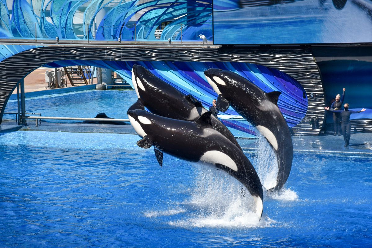 TalkingToxics's tweet photo. Killer whales have been found to over time become agressive when held in containment #scicomm Read more: https://t.co/2EYCIP0geK https://t.co/nMLlXXf58Y