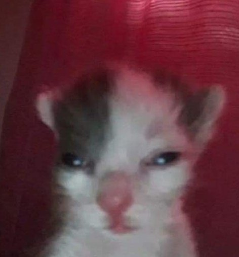 Astroberto tweet media