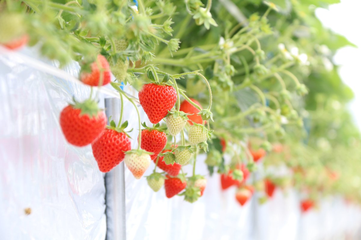 白須慶子 Shirasu Keiko Twitter