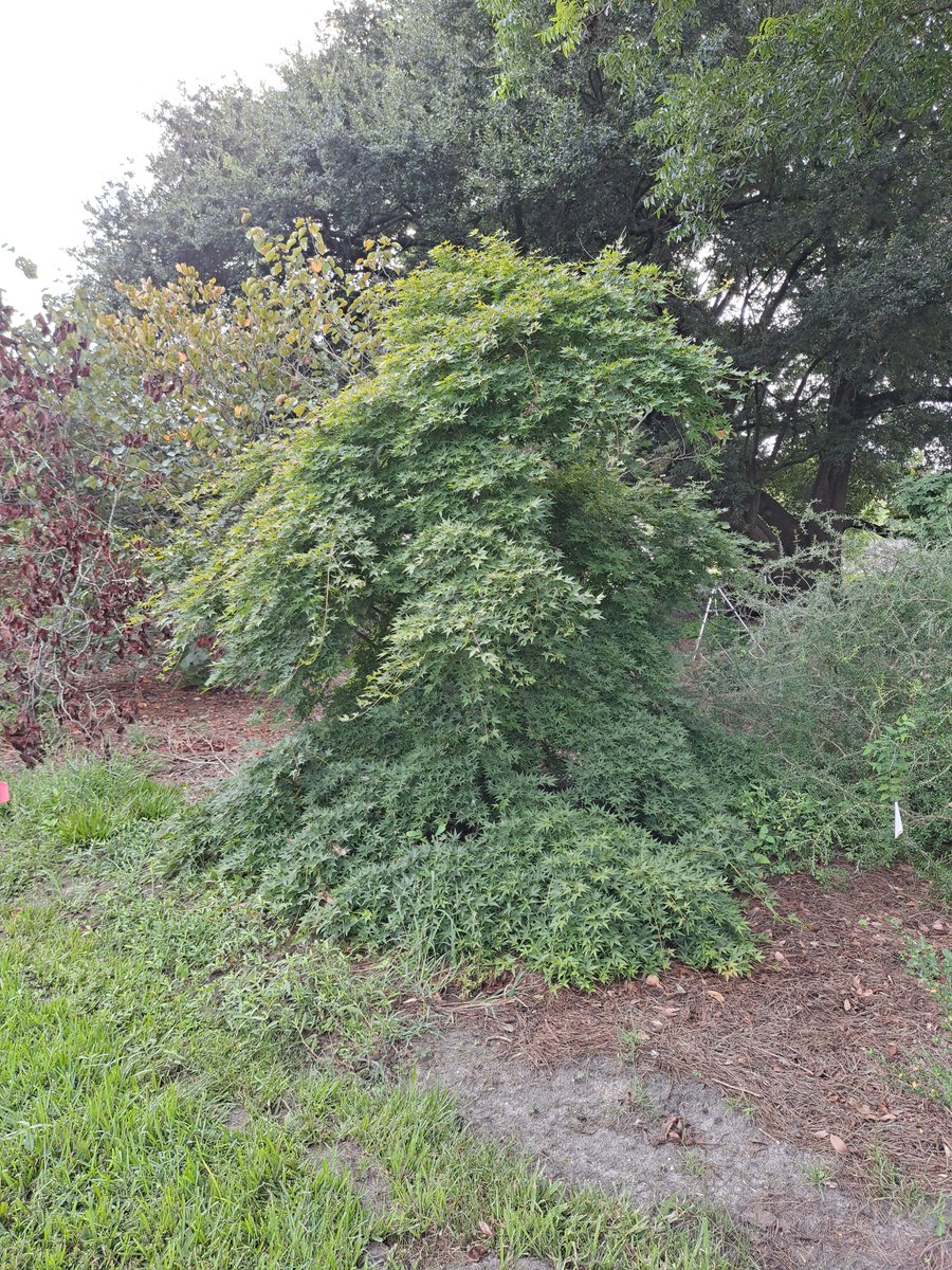 The Maple Society tweet media