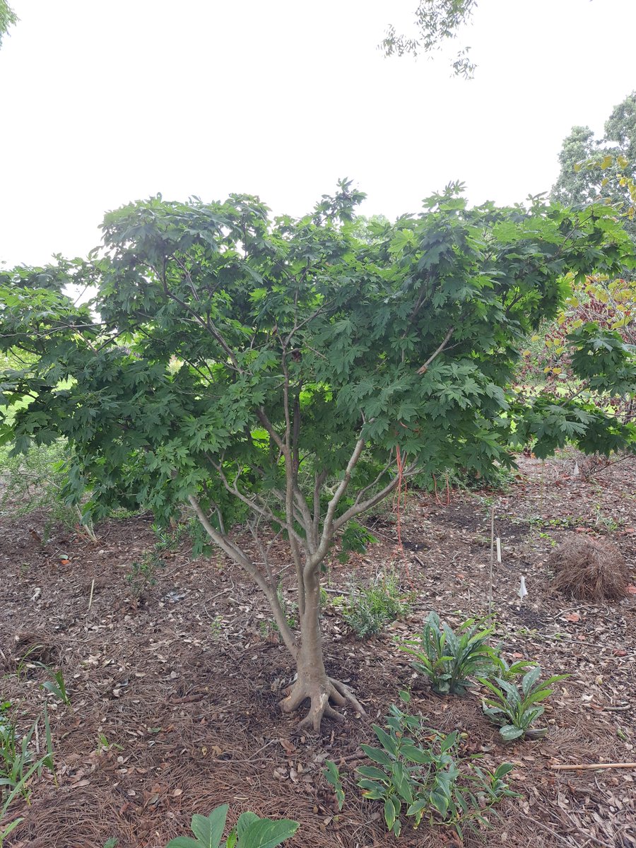 The Maple Society tweet media