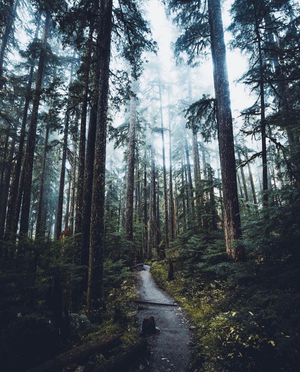 NatureVSCO's tweet photo. Olympic National Park, Washington 🇺🇸🖤
📸: evolumina | IG https://t.co/mgCzwxvdlx